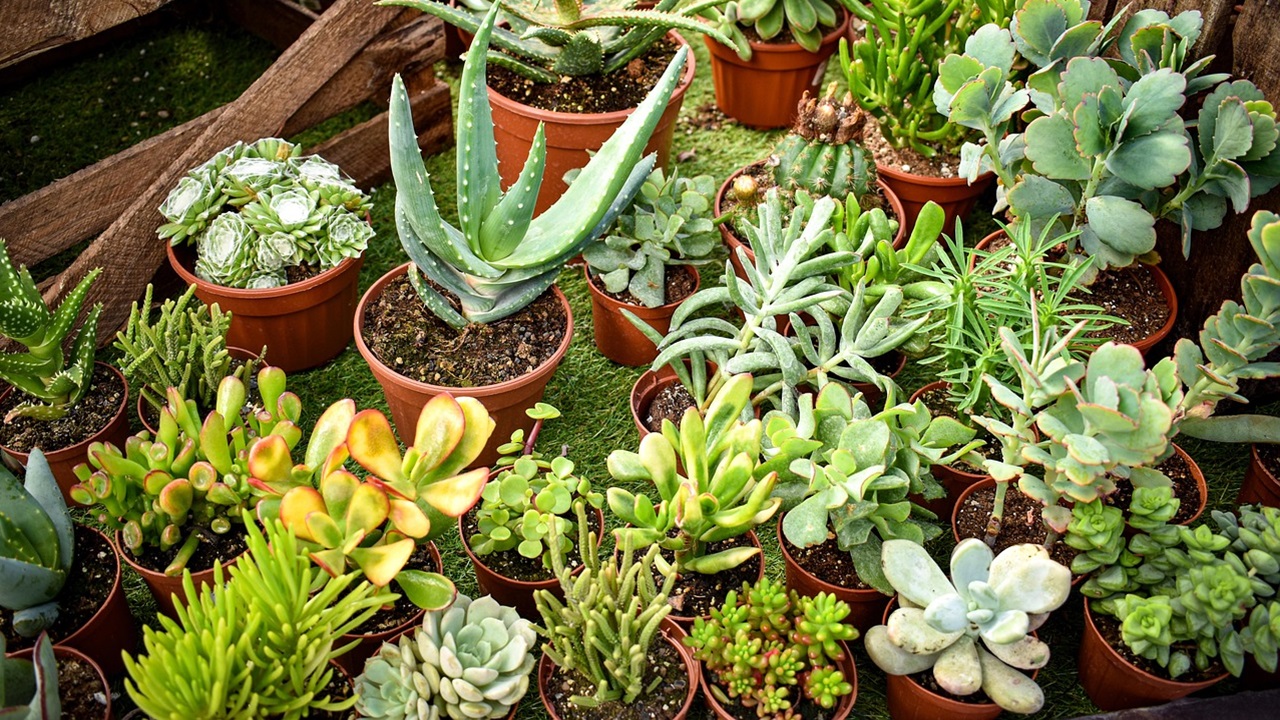 piante appartamento succulente