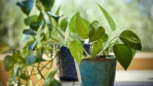 Le piante da appartamento più facili da coltivare, chiunque può mantenerle in vita