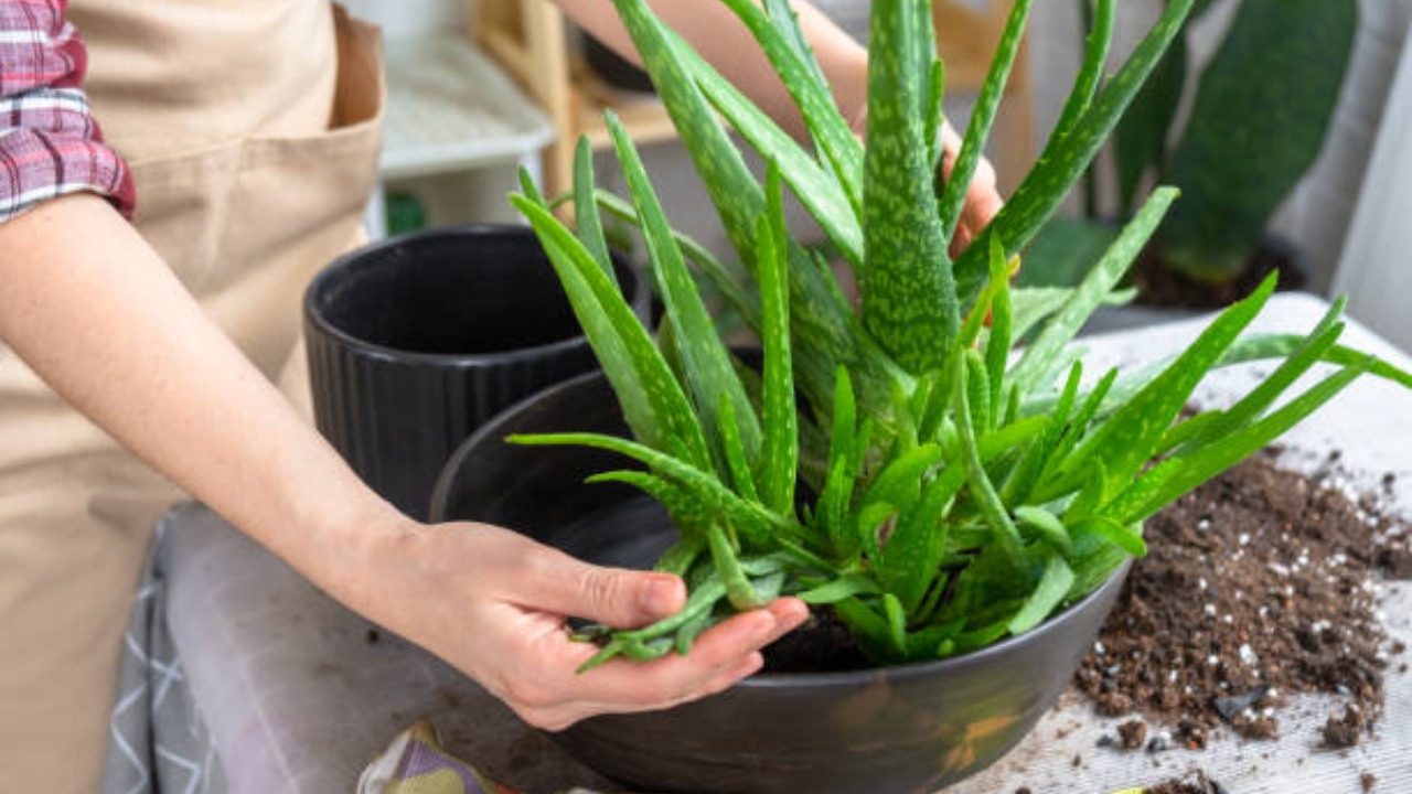 aloe vera coltivata