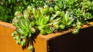 Piante in vaso da giardino che crescono da sole, senza dover fare niente
