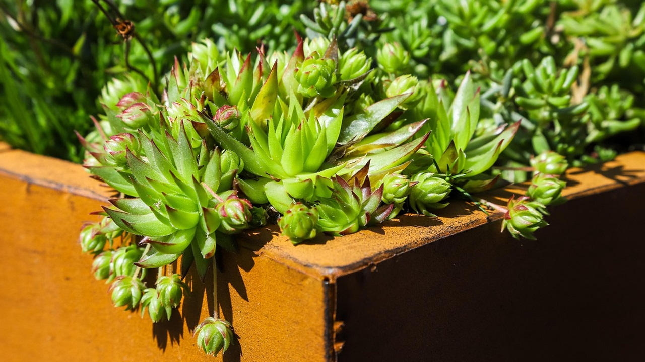 piante vaso giardino sempervivum