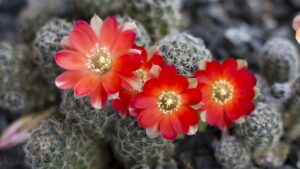 Rebutia: come curare e coltivare il cactus fiorito