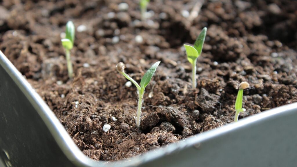 I semi di pomodori non germogliano – tranquilli, potete risolvere con questi metodi