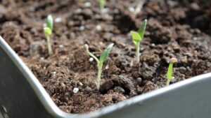 I semi di pomodori non germogliano – tranquilli, potete risolvere con questi metodi