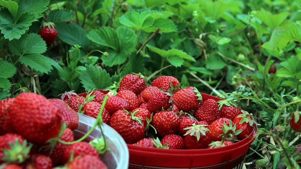 Quando piantare i semi di fragola per avere una speranza di raccolto