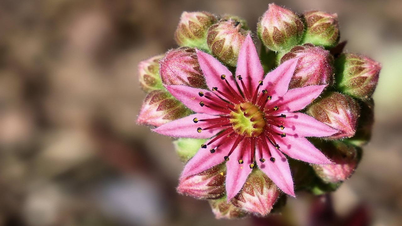 sempervivum fiore