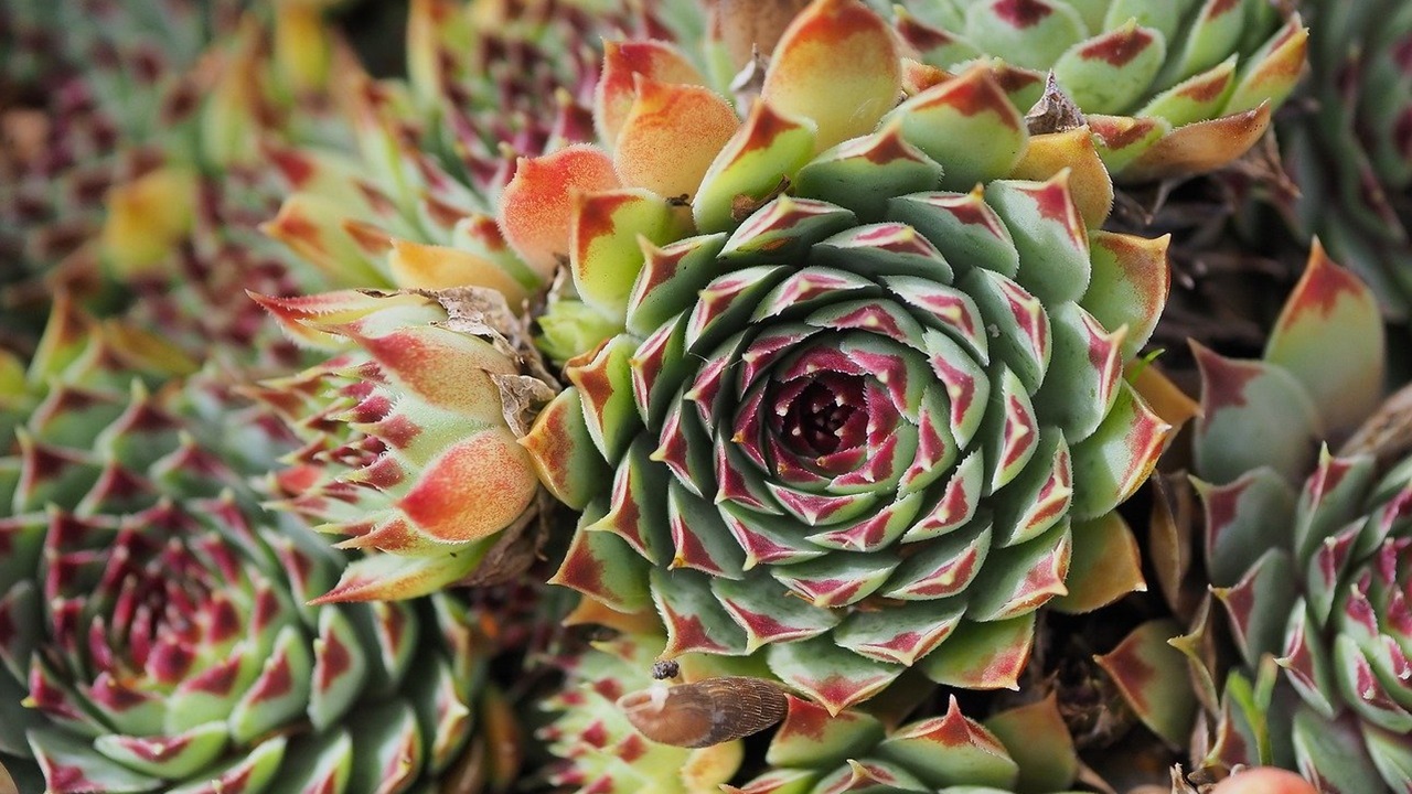 sempervivum