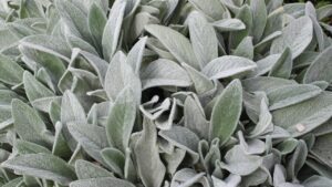 Stachys byzantina, come prendersi cura della pianta orecchie di coniglio