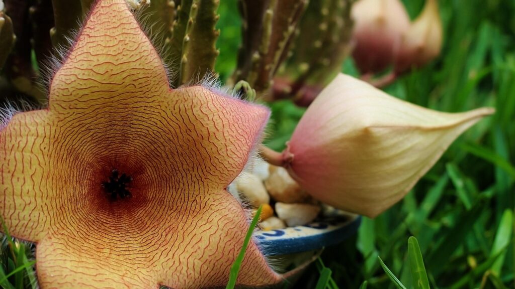 Stapelia: alcune curiosità e benefici della pianta dalle grandi fioriture