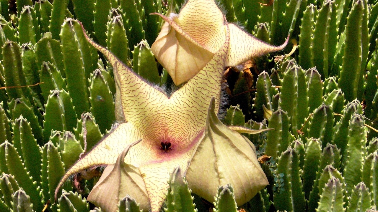 stapelia cresciuta