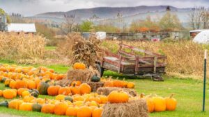Quando piantare le zucche di Halloween – Spoiler: prima di quanto pensiate