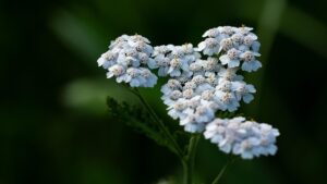 Achillea: il fiore che resiste al caldo e decora il tuo giardino con semplicità