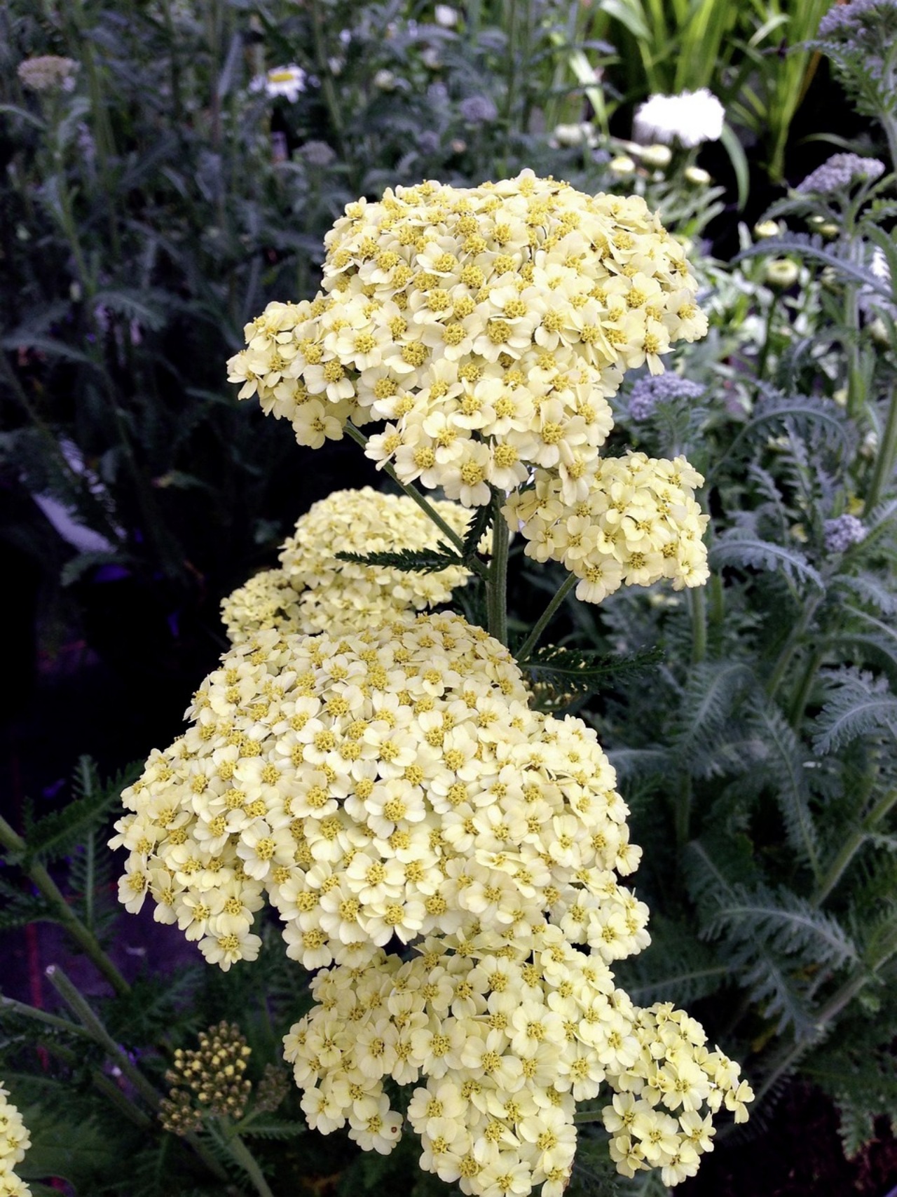 Achillea: come coltivarla in giardino