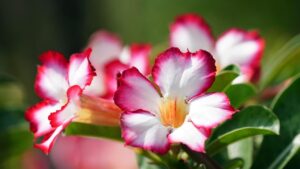 Rosa del deserto: come coltivarla e farla fiorire al meglio