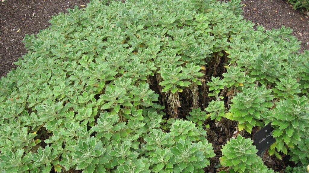 Ajania pacifica: tutto quello che ti serve sapere prima di piantarla