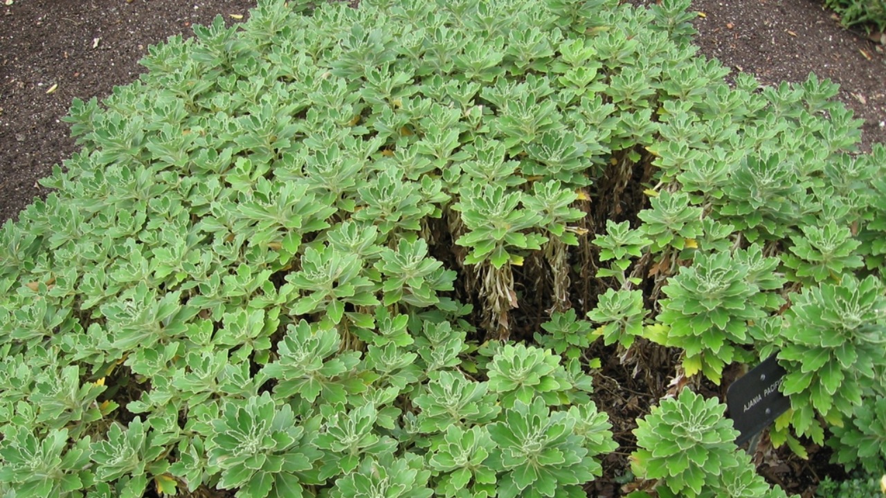 Ajania pacifica: crisantemo del pacifico