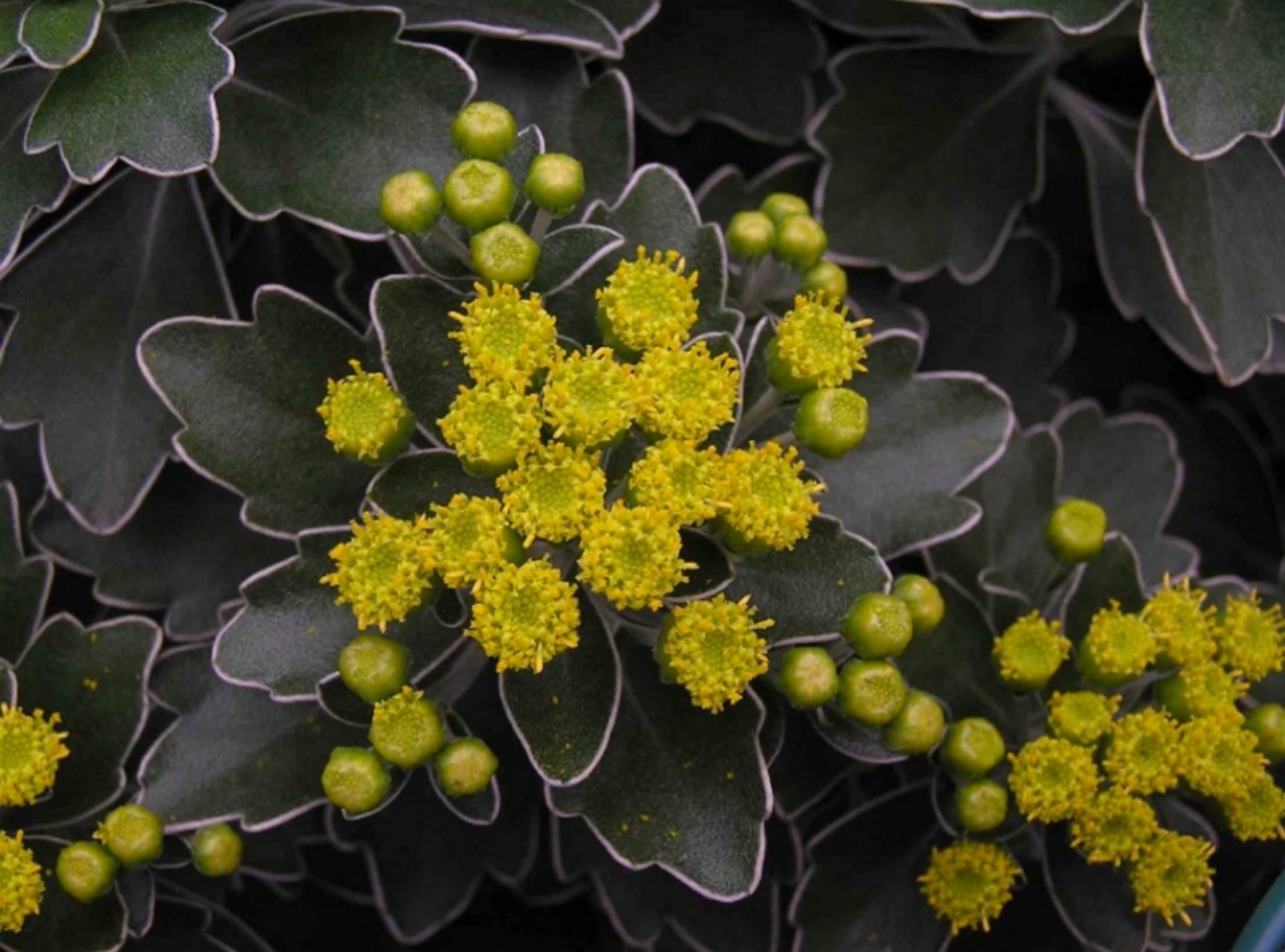 Ajania pacifica: crisantemo del pacifico