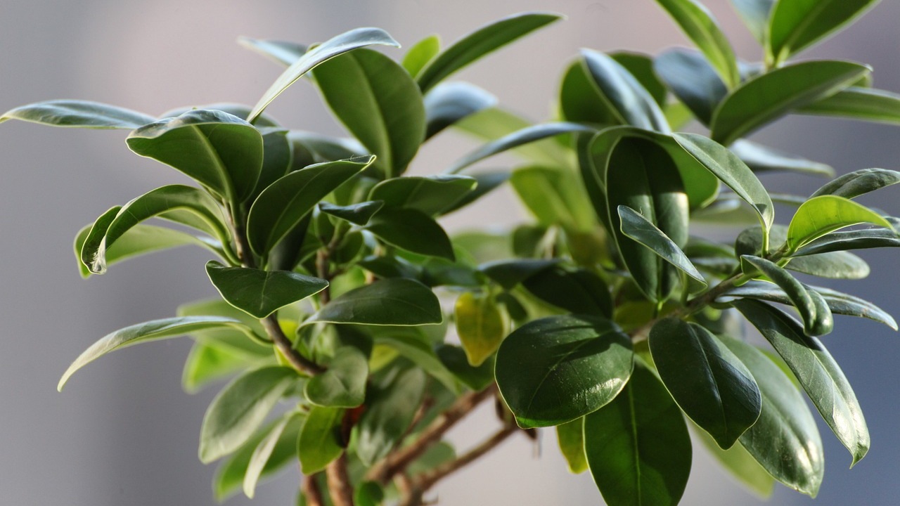 Albero della gomma: pianta idea per un tocco decorativo