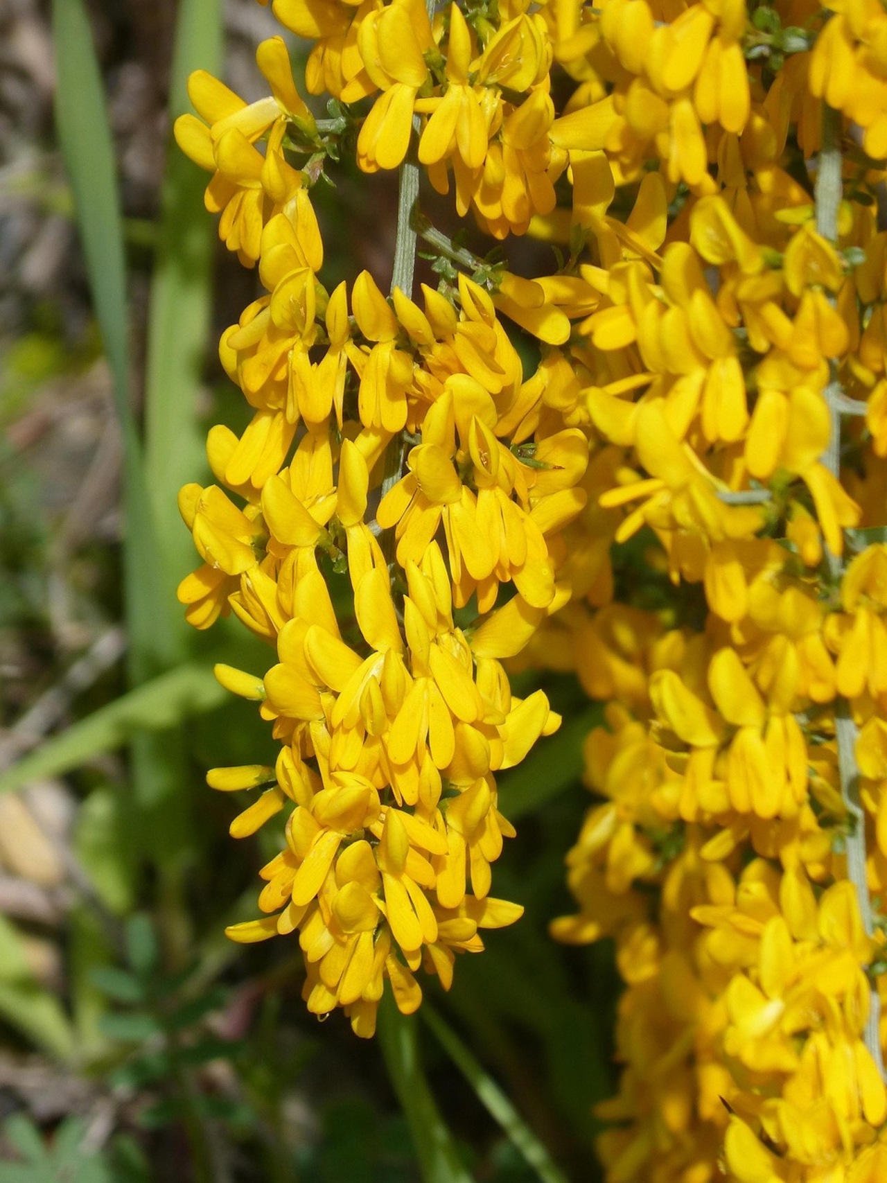 Aliaga: ginestra