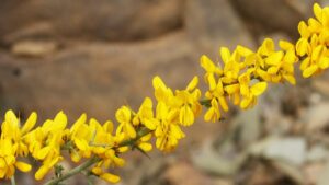 Aliaga: la pianta resistente perfetta per un giardino ecologico e duraturo