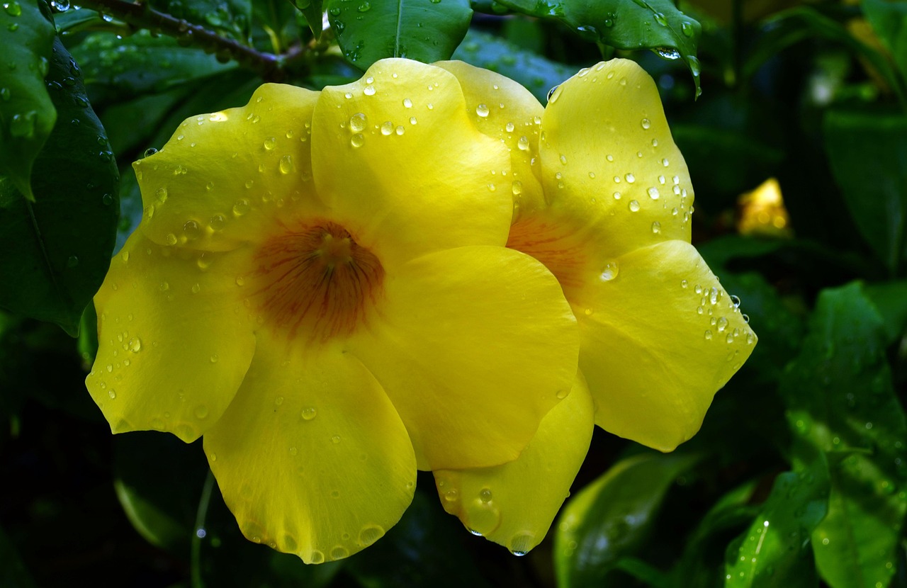 Allamanda cathartica
