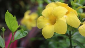 Tutto sulla Allamanda: la pianta rampicante che cresce facile e veloce