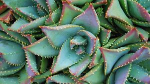 Aloe brevifolia: cos’è e quali sono i suoi benefici