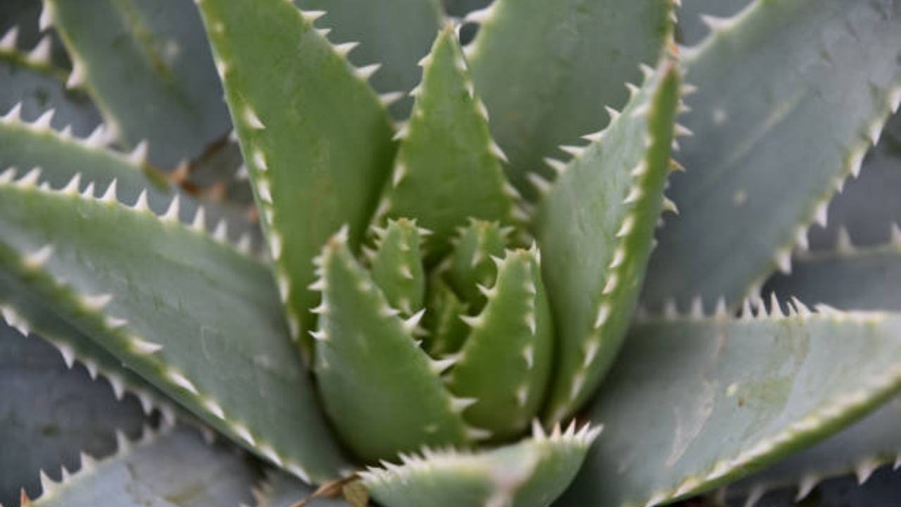 aloe brevifolia cresciuta