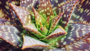 Aloe maculata: cos’è e quali sono i suoi benefici