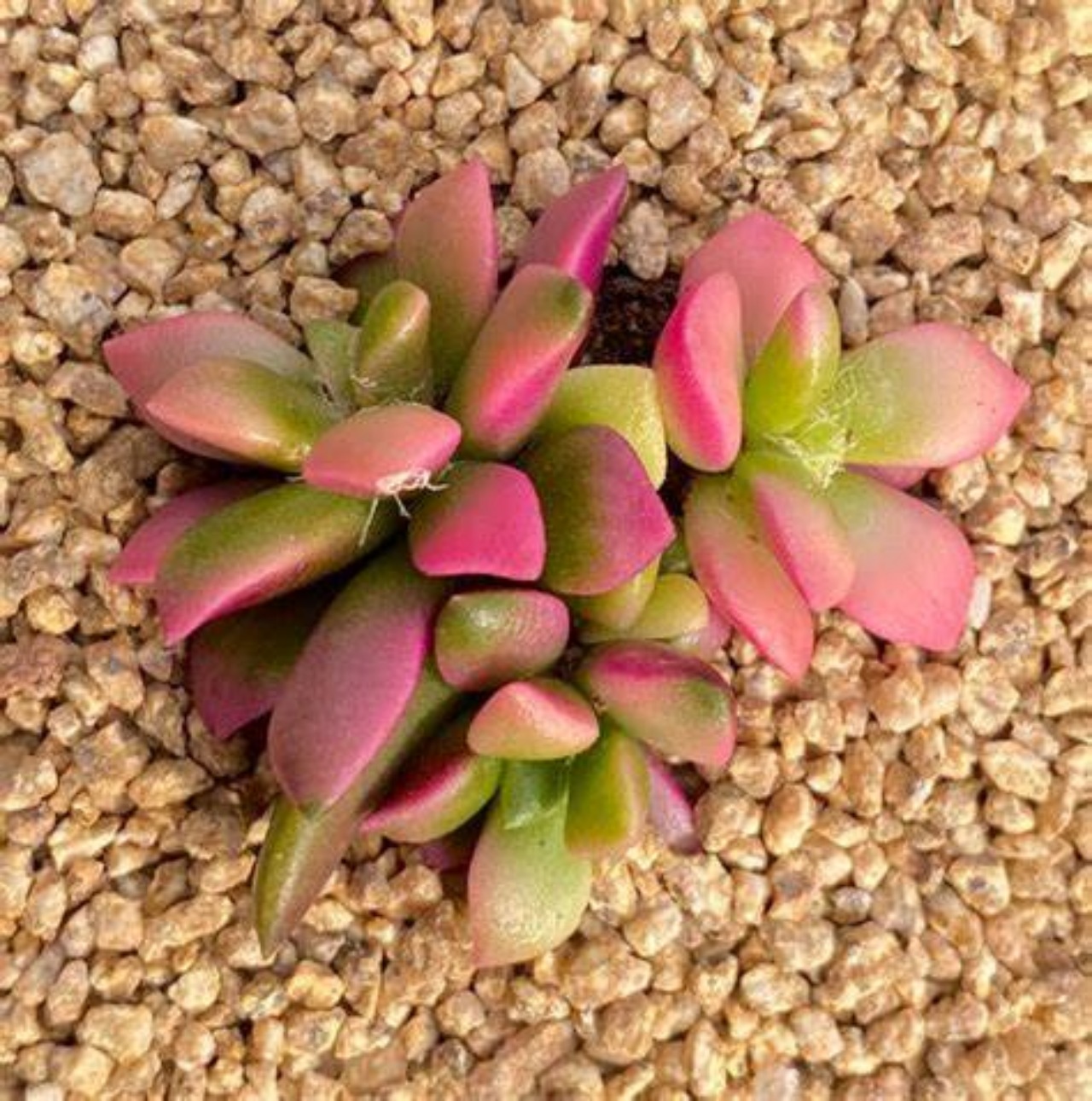 Anacampseros rufescens: pianta succulenta
