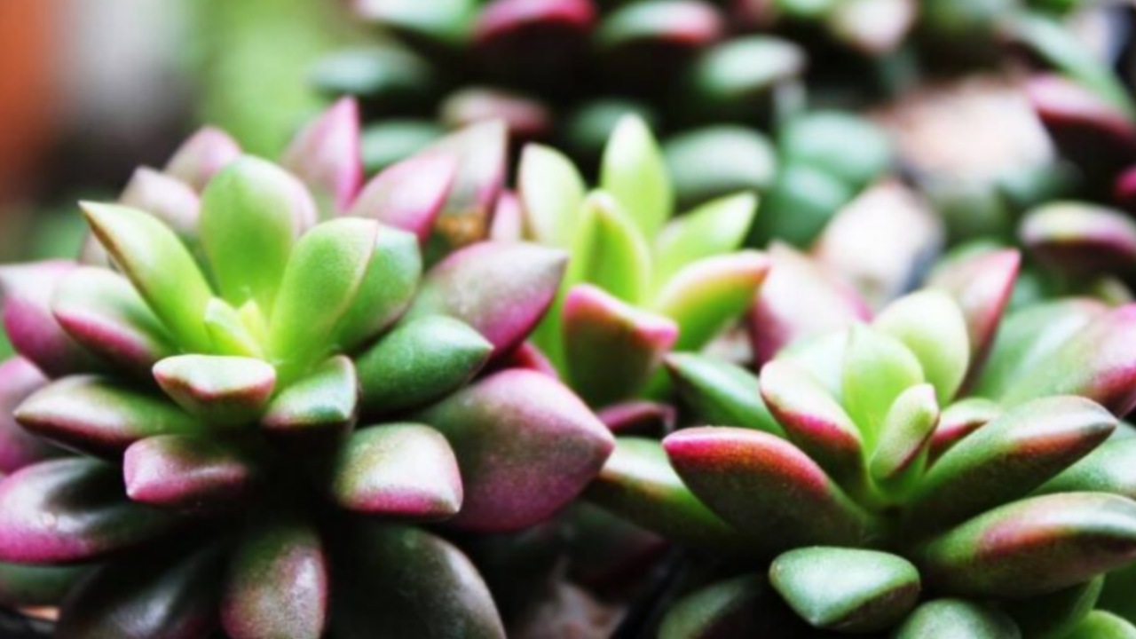 Anacampseros rufescens: pianta succulenta