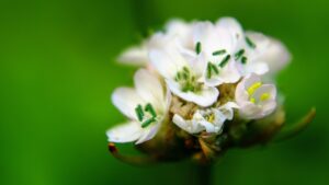 Armeria marittima: la pianta resistente che trasforma anche i giardini più difficili