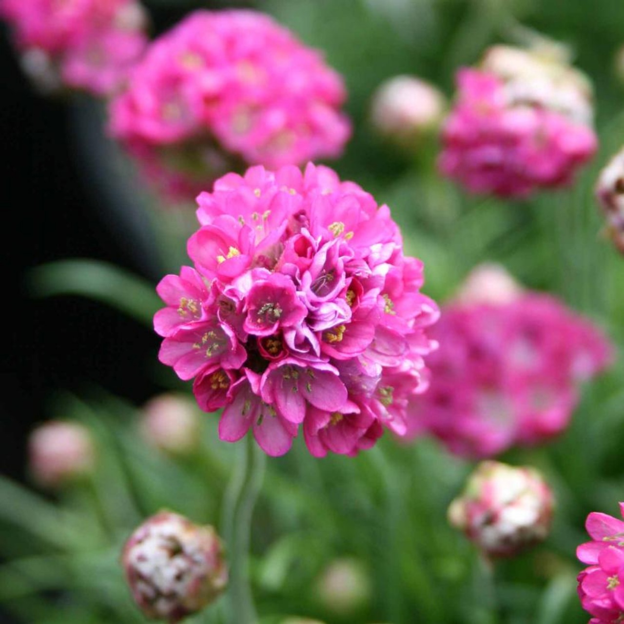 Armeria marittima: caratteristiche e fabbisogni