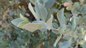 Timo pebrella: profumo mediterraneo per giardino e cucina