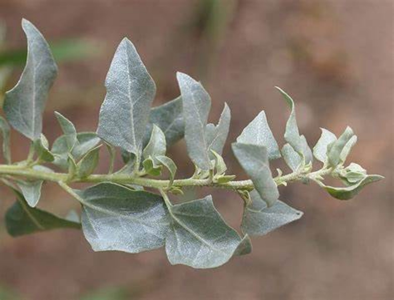 Atriplex halimus: arbusto resistente