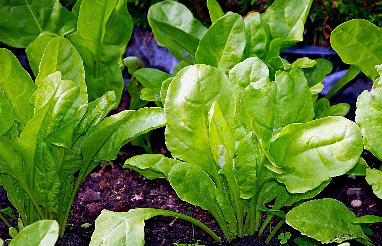 Bietole: pianta di aprile 