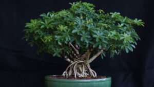 Bonsai di Schefflera: tutto quello che devi sapere per una crescita sostenibile