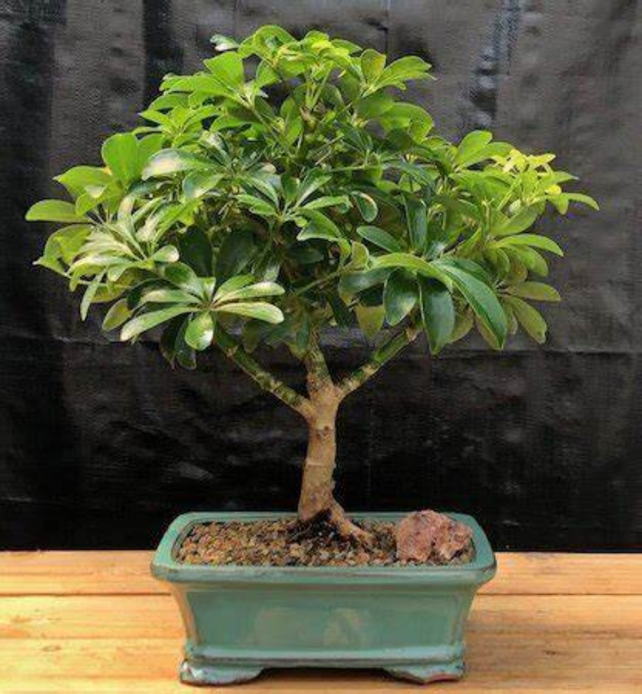 Bonsai di Schefflera: pianta resistente e decorativa