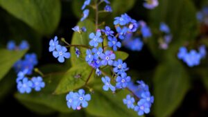Brunnera macrophylla: la pianta perfetta per illuminare le zone in ombra del giardino