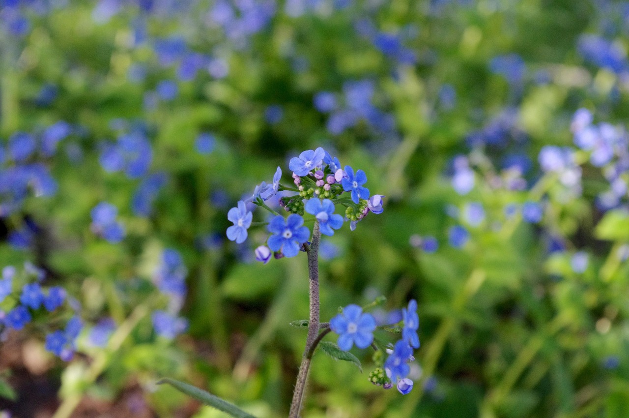 Brunnera macrophylla: fiorellini blu