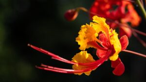 Guida completa alla cura della Caesalpinia pulcherrima: consigli per una crescita ottimale