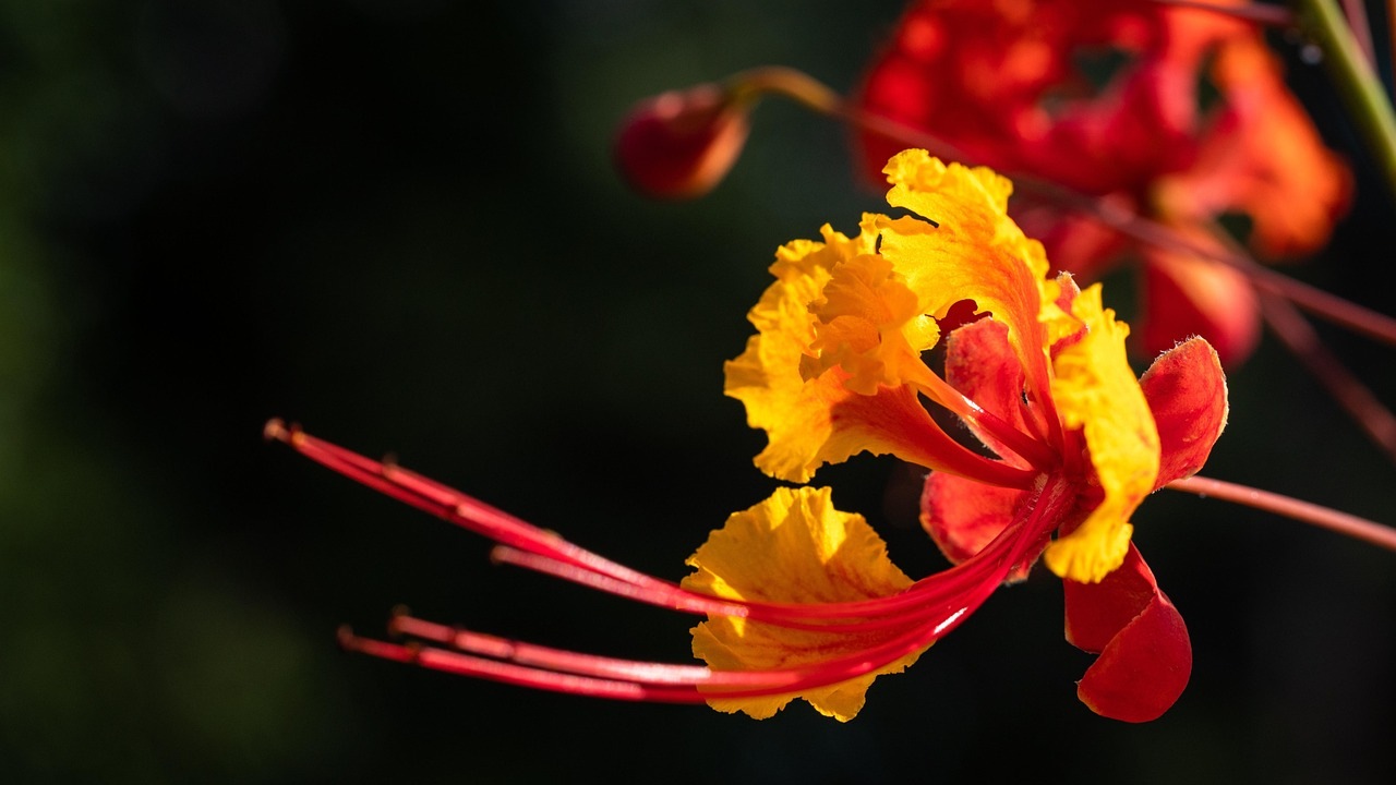Caesalpinia pulcherrima: fiore bellissimo