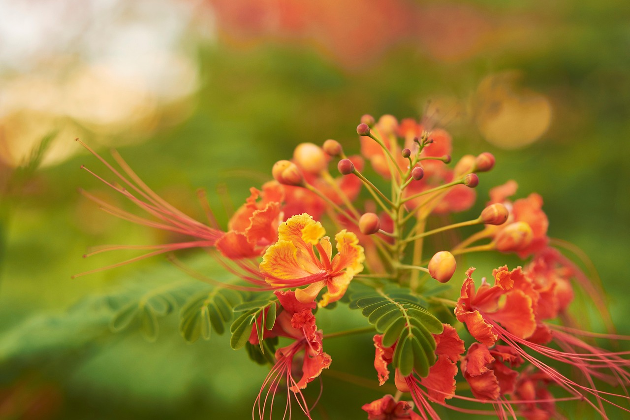 Caesalpinia pulcherrima: fiore bellissimo