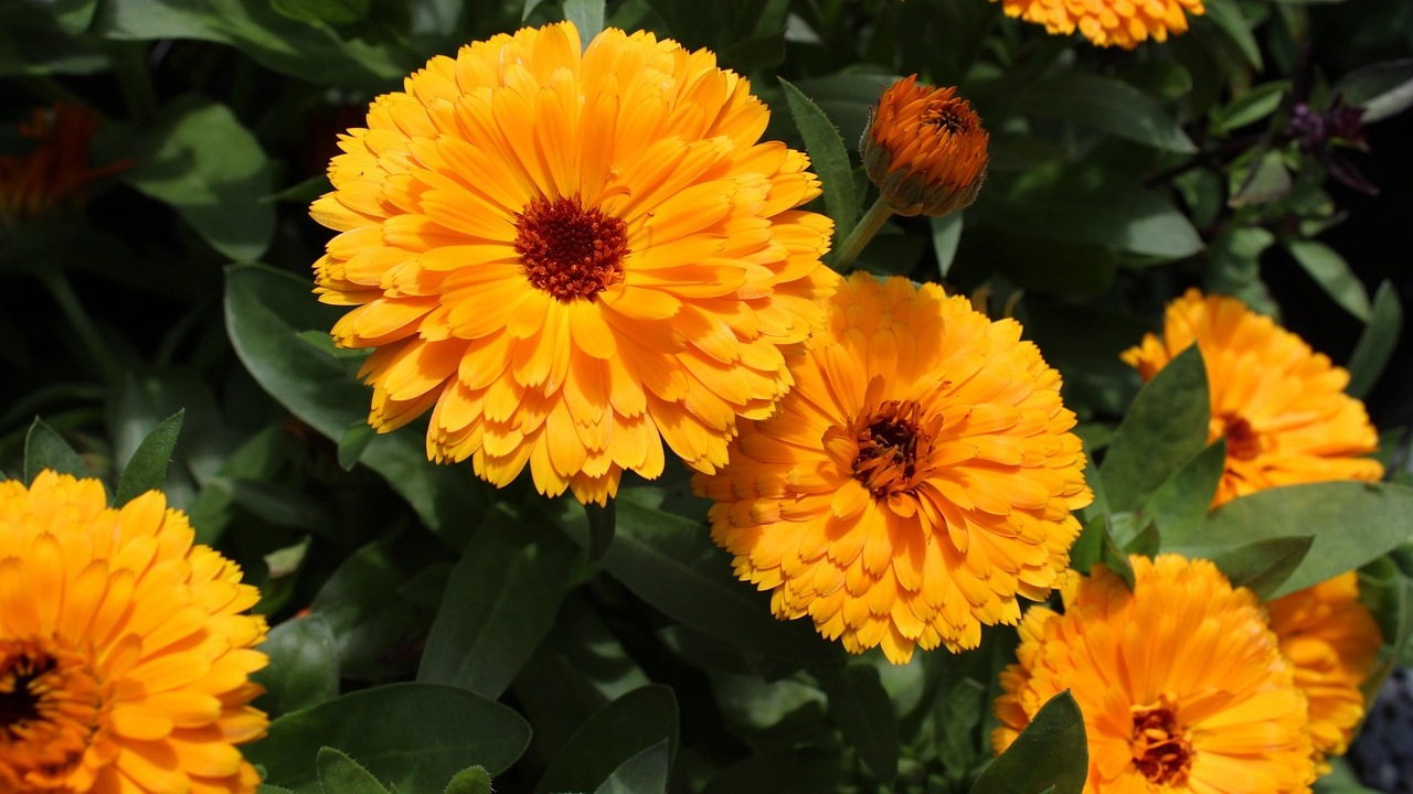 Calendula: pianta di aprile