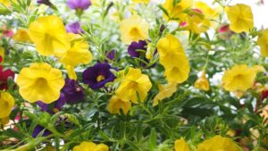 Calibrachoa: la pianta colorata e facile da coltivare per balconi e terrazzi