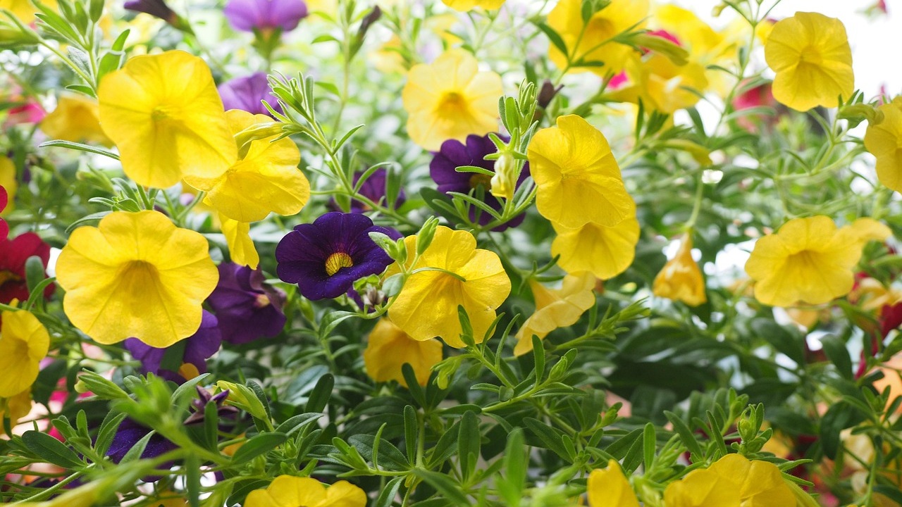 Calibrachoa: fiori vivaci e colorati
