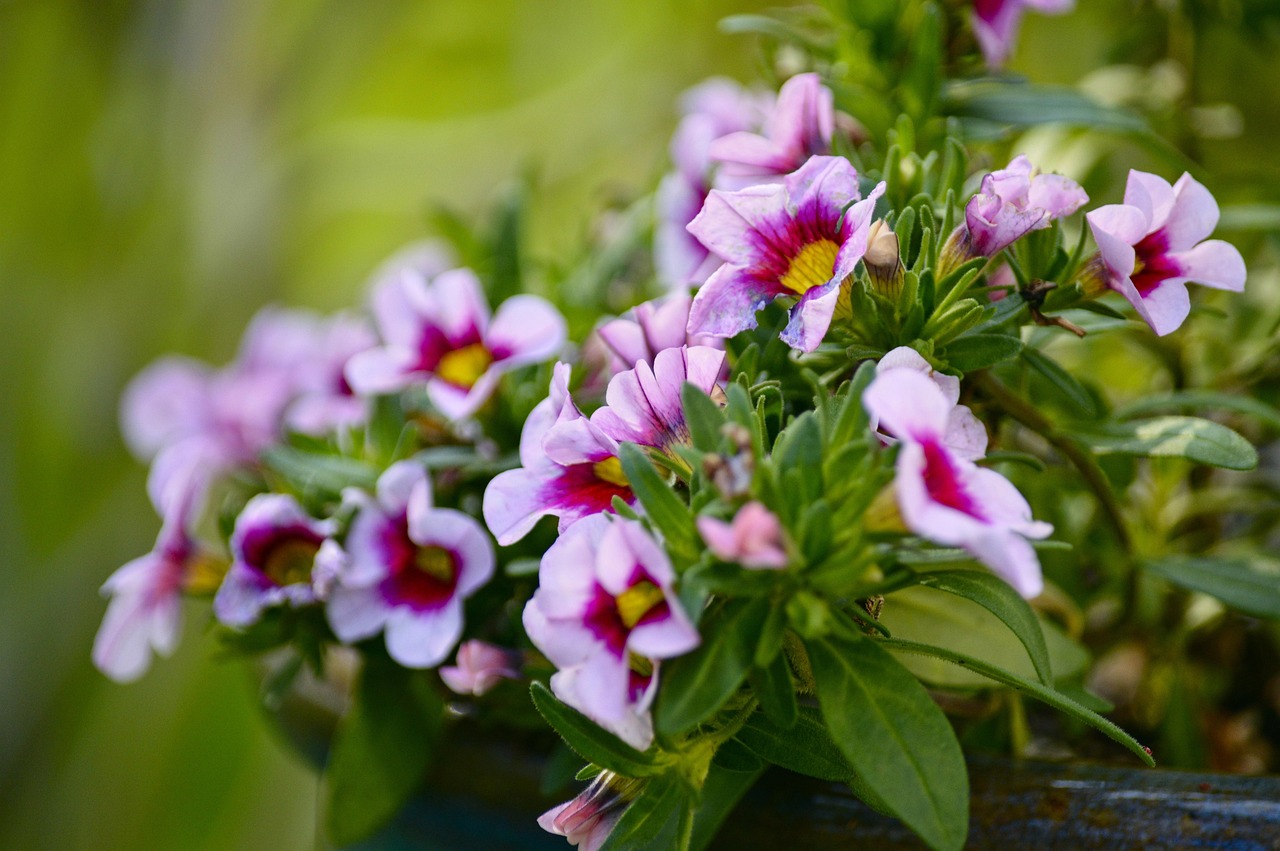 Calibrachoa: fiori vivaci e colorati