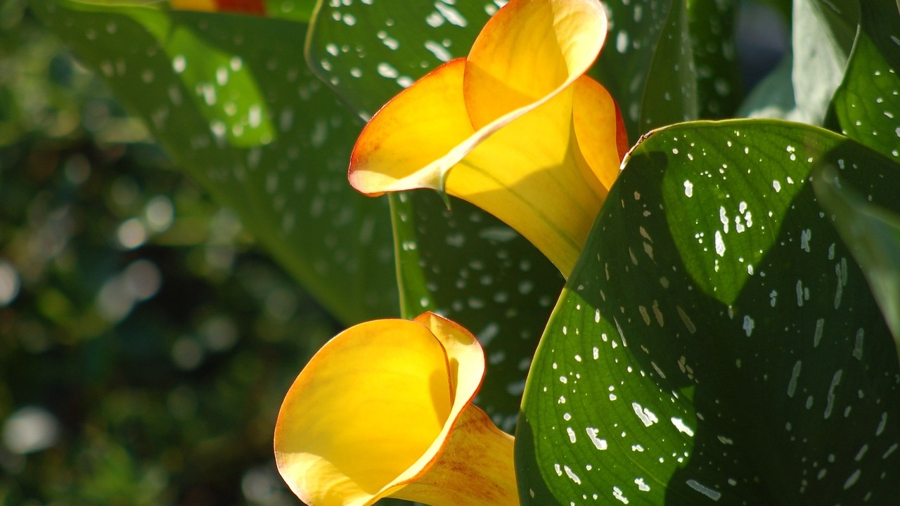 Calla per un giardino sempre bagnato