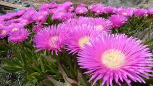 Carpobrotus: come coltivare con successo le unghie di strega