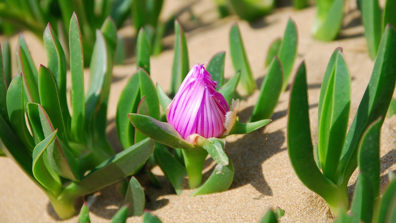 Carpobrotus edulis